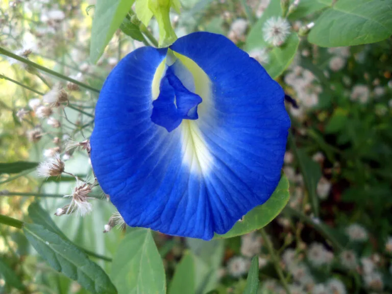 Aprajita Phool (Butterfly Pea Flower)