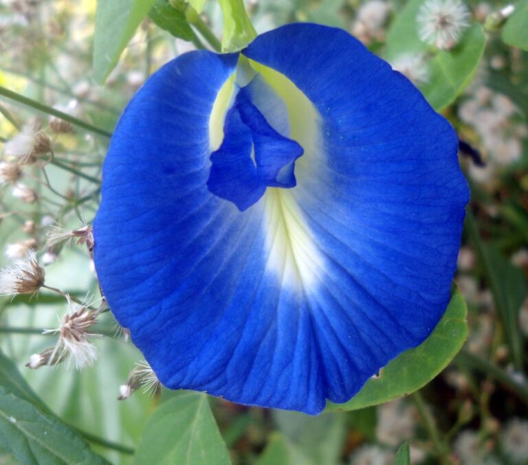 Aprajita Phool (Butterfly Pea Flower)