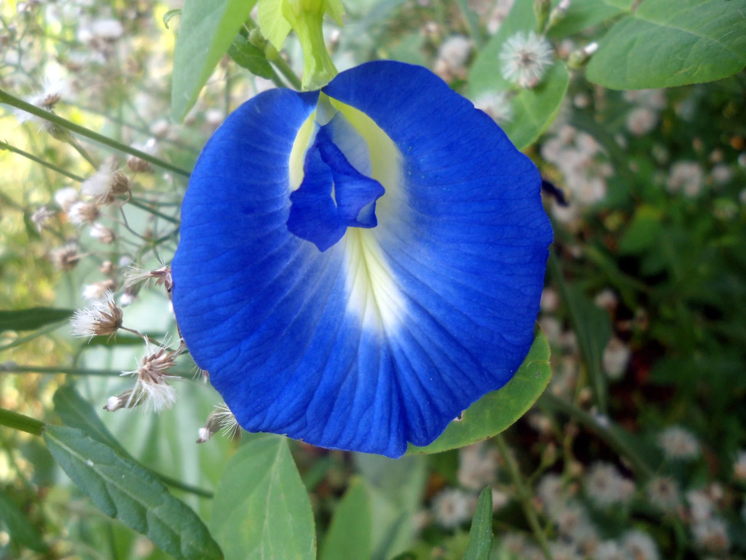 Aprajita Phool (Butterfly Pea Flower)